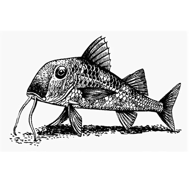 СочИнскАя бАрАбуЛя