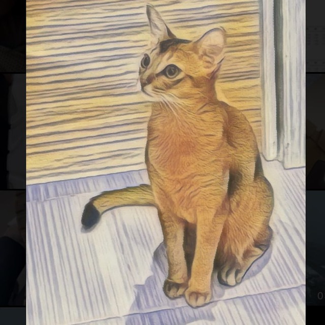 Багира (Баги) - блог кошечки?