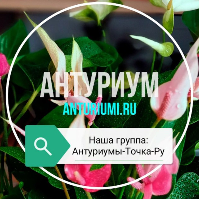 Антуриум - Сорта