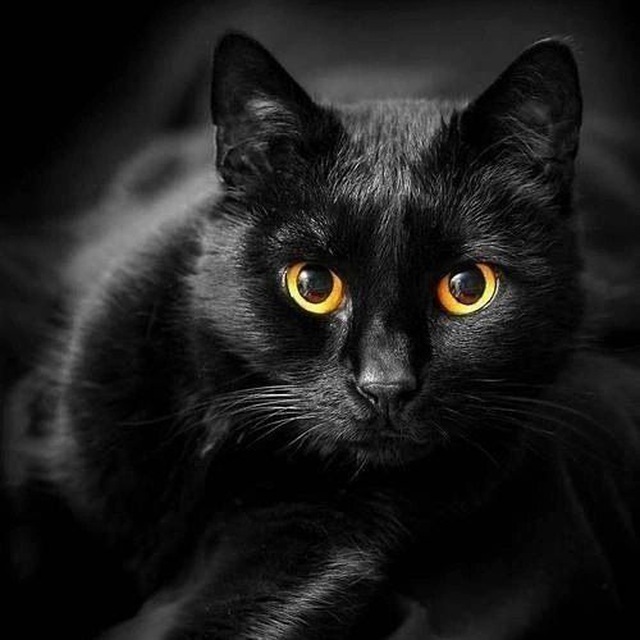 Волшебный Кот?