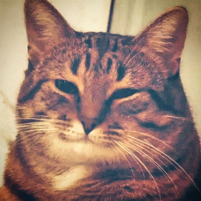 Мемы Дельфина ?