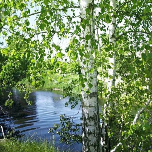 Русская школа N 1 ( Escuela rusa N 1)