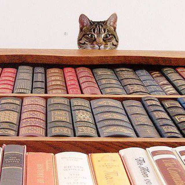 Книжитие