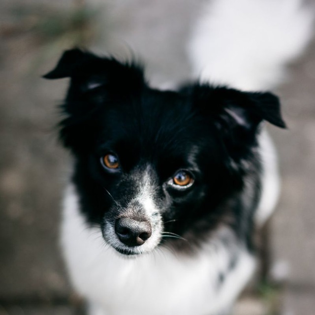 Нормальная Надежда