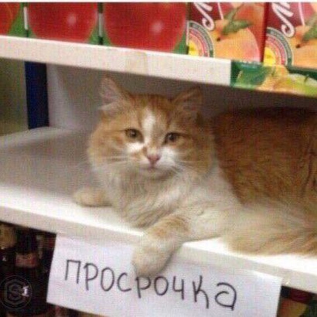 Мемохранилище им. Сучьих Псов