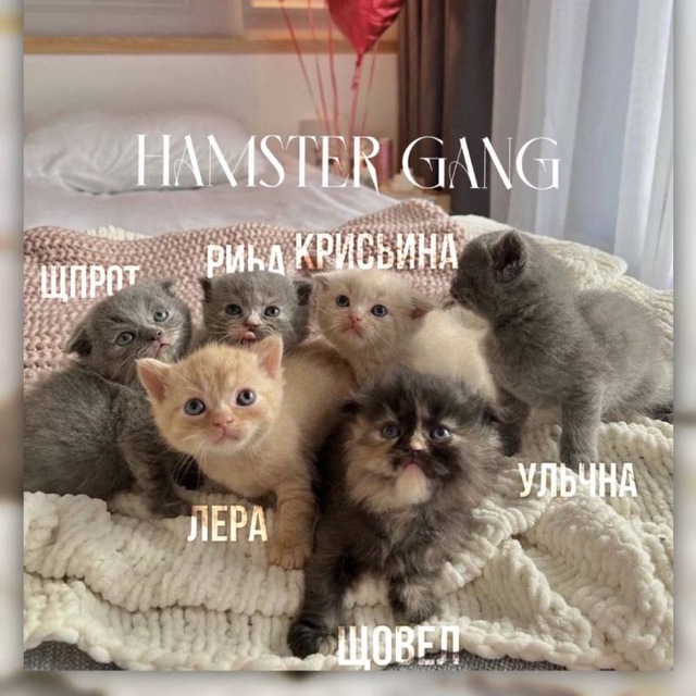 Хамстер Криминал