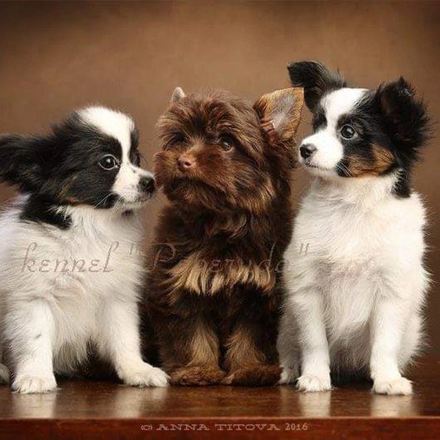 Peperuda.Dog
