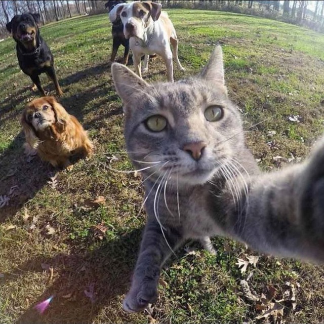 котик ботик