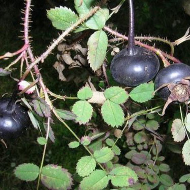 black dog rose