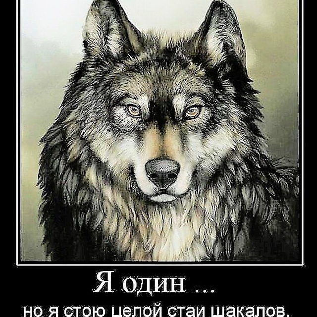 Лучше быть последним среди волков чем первым среди шакалов картинка