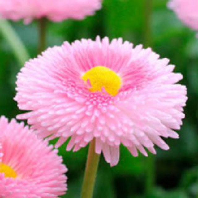 Мастер и маргаритки