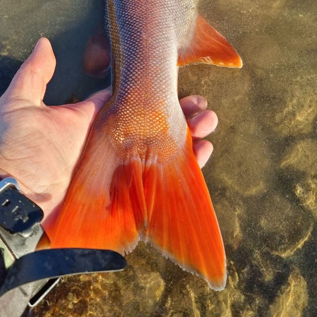 Горная рыбалка с Besha