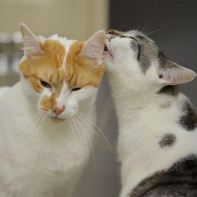 Котокафе Мурзик