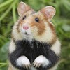 Silent Hamster